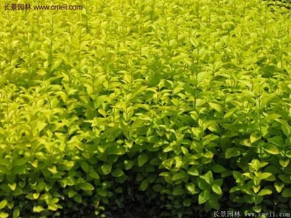 沭陽(yáng)金葉女貞基地