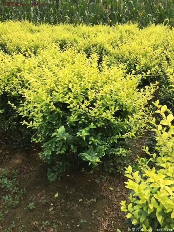 沭陽(yáng)金葉女貞基地