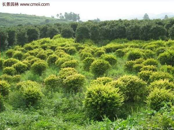 金葉女貞價(jià)格 金葉女貞價(jià)格