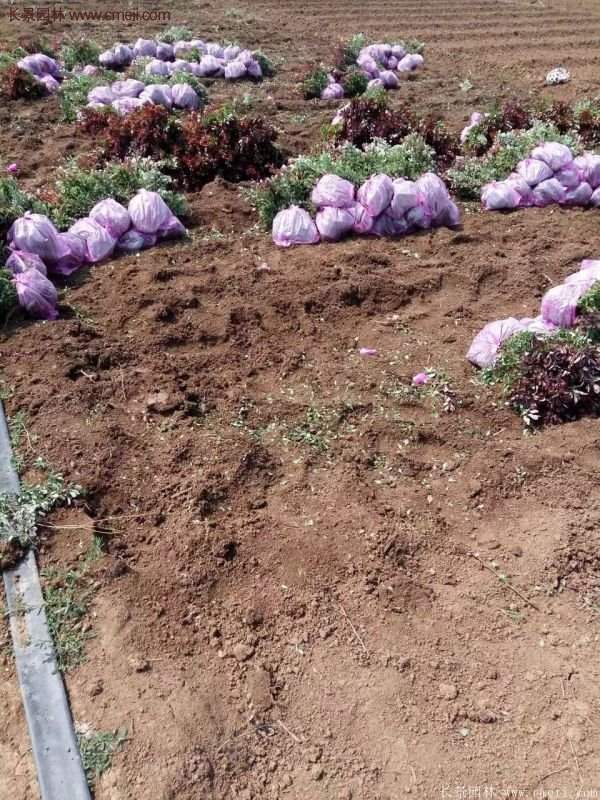 沭陽紅葉小檗 沭陽紅葉小檗