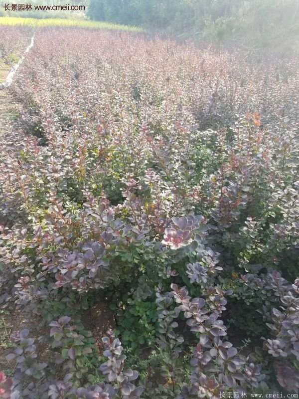 沭陽紅葉小檗 沭陽紅葉小檗