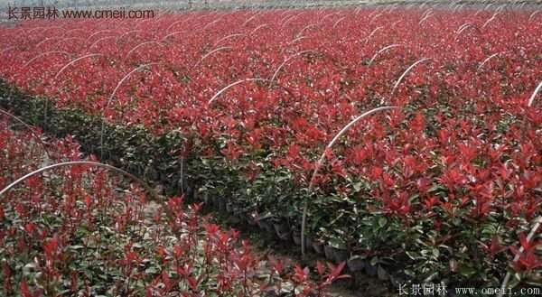 紅葉石楠基地小苗 紅葉石楠基地小苗