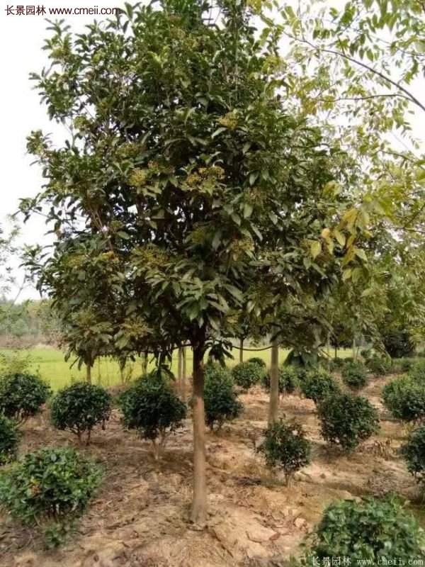 沭陽長景園林基地的紅葉石楠 沭陽長景園林基地的紅葉石楠