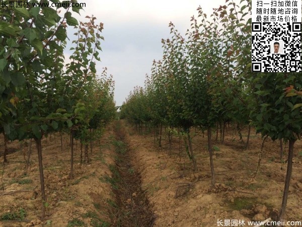 地徑5-7公分紅梅，數(shù)量7000棵左右