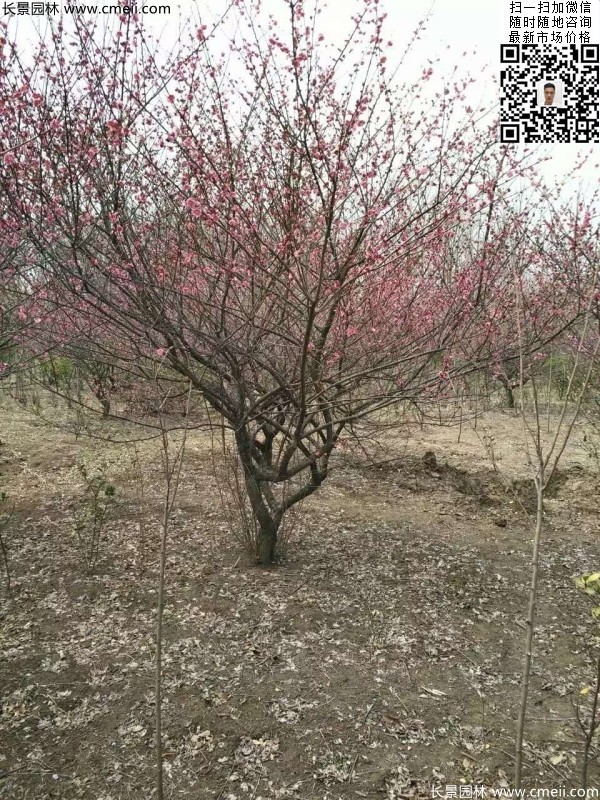 地徑5-7公分紅梅，數(shù)量7000棵左右