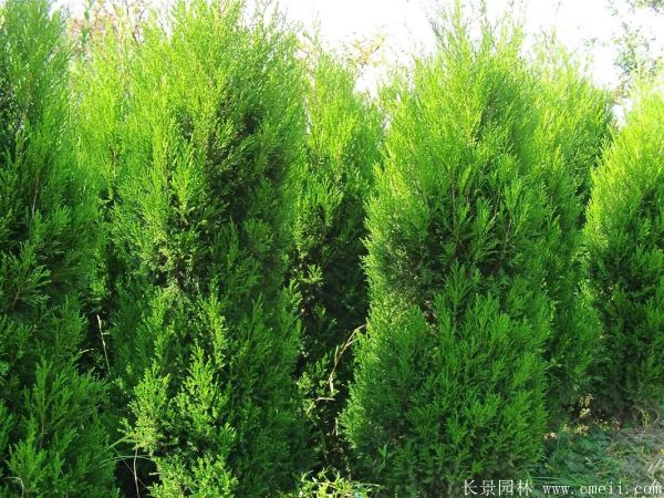 北京檜柏圖片 北京檜柏圖片