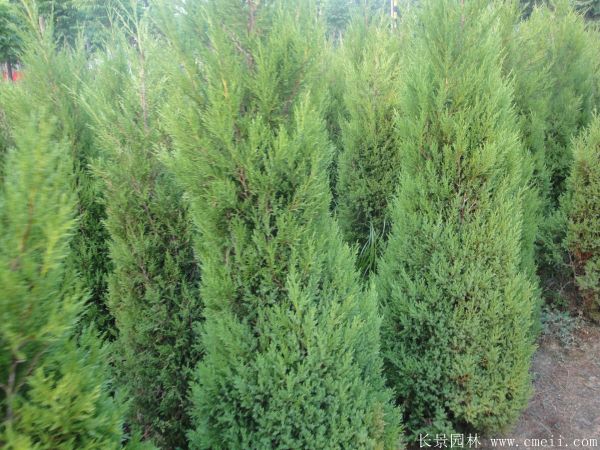 北京檜柏圖片 北京檜柏圖片