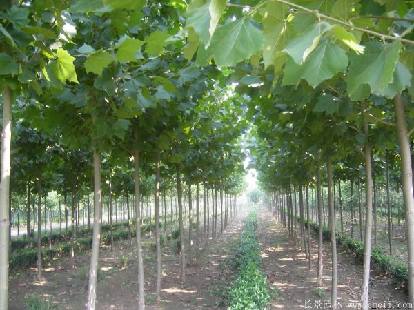 梧桐樹(shù)圖片梧桐樹(shù)苗木基地實(shí)拍 梧桐樹(shù)圖片梧桐樹(shù)苗木基地實(shí)拍