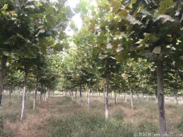 梧桐樹(shù)圖片梧桐樹(shù)苗木基地實(shí)拍 梧桐樹(shù)圖片梧桐樹(shù)苗木基地實(shí)拍