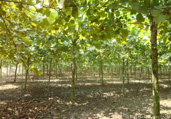 梧桐樹(shù)圖片梧桐樹(shù)苗木基地實(shí)拍 梧桐樹(shù)圖片梧桐樹(shù)苗木基地實(shí)拍