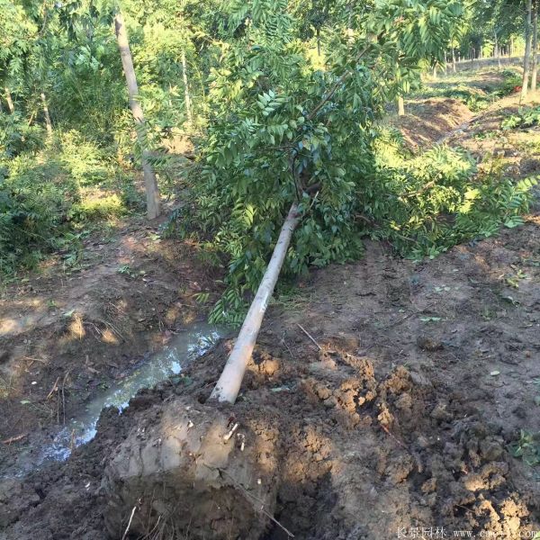 欒樹圖片欒樹基地 欒樹圖片欒樹基地