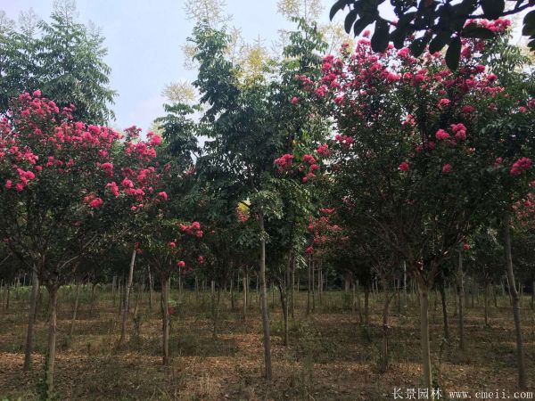 欒樹圖片欒樹基地 欒樹圖片欒樹基地