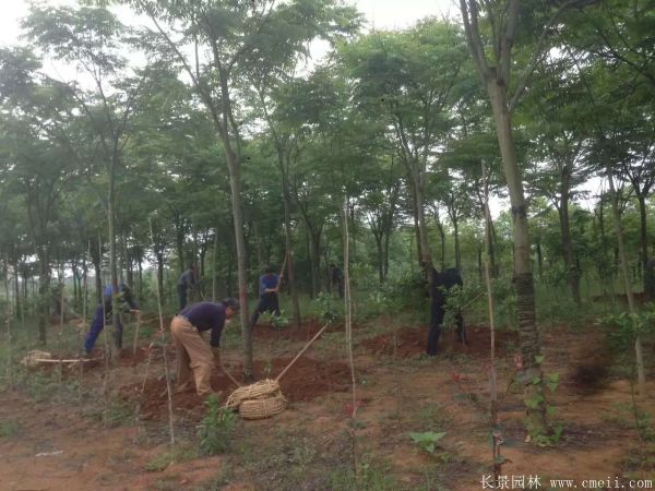 欒樹圖片欒樹基地 欒樹圖片欒樹基地