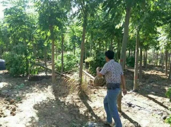 欒樹圖片欒樹基地 欒樹圖片欒樹基地