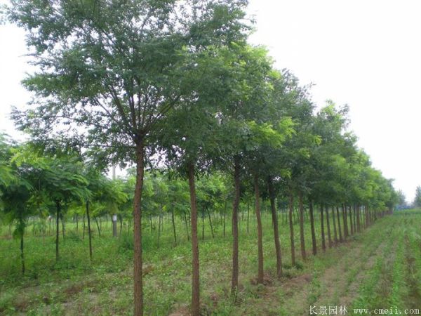 國(guó)槐圖片國(guó)槐基地實(shí)拍 國(guó)槐圖片國(guó)槐基地實(shí)拍