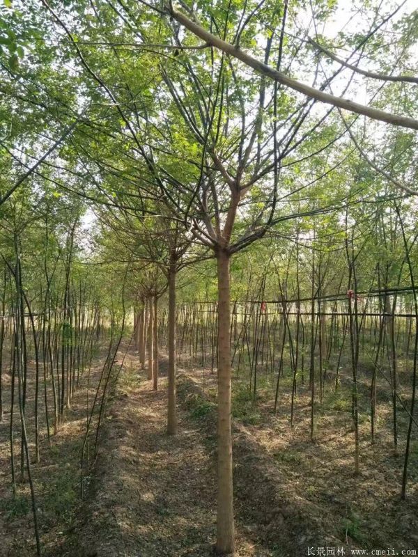 國(guó)槐圖片國(guó)槐基地實(shí)拍 國(guó)槐圖片國(guó)槐基地實(shí)拍