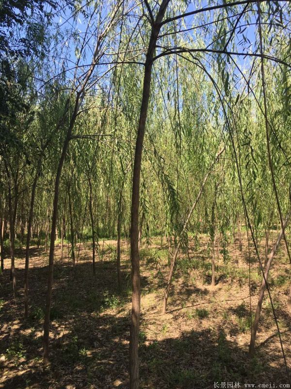 垂柳圖片垂柳基地實拍 垂柳圖片垂柳基地實拍