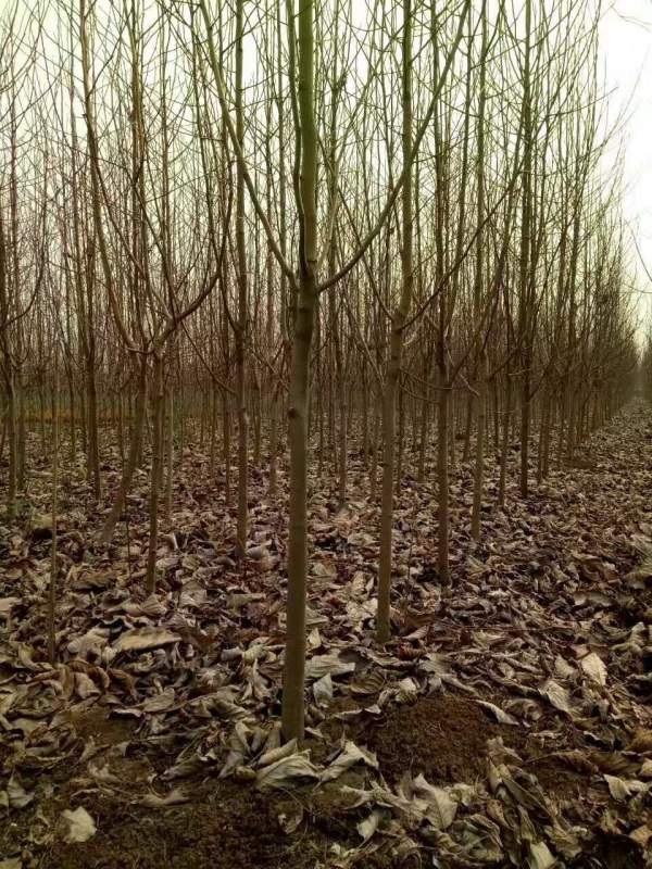 白玉蘭圖片白玉蘭基地實拍 白玉蘭圖片白玉蘭基地實拍