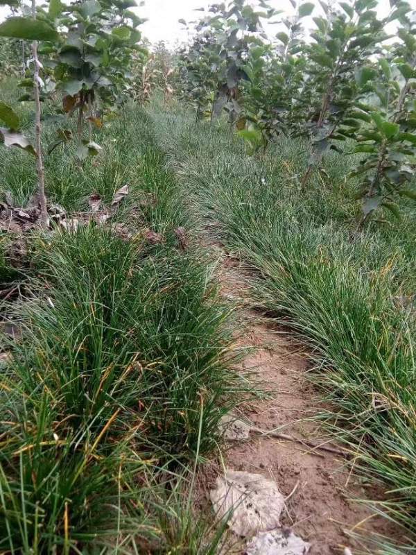 白玉蘭圖片白玉蘭基地實拍 白玉蘭圖片白玉蘭基地實拍