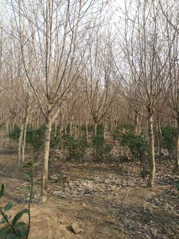 白玉蘭圖片白玉蘭基地實拍 白玉蘭圖片白玉蘭基地實拍