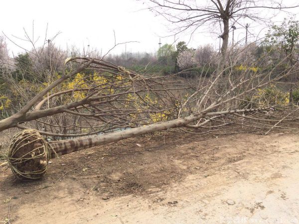 構(gòu)樹圖片構(gòu)樹基地實(shí)拍