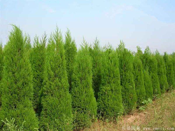 蜀檜圖片蜀檜基地實拍 蜀檜圖片蜀檜基地實拍