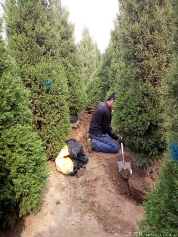 蜀檜圖片蜀檜基地實拍 蜀檜圖片蜀檜基地實拍