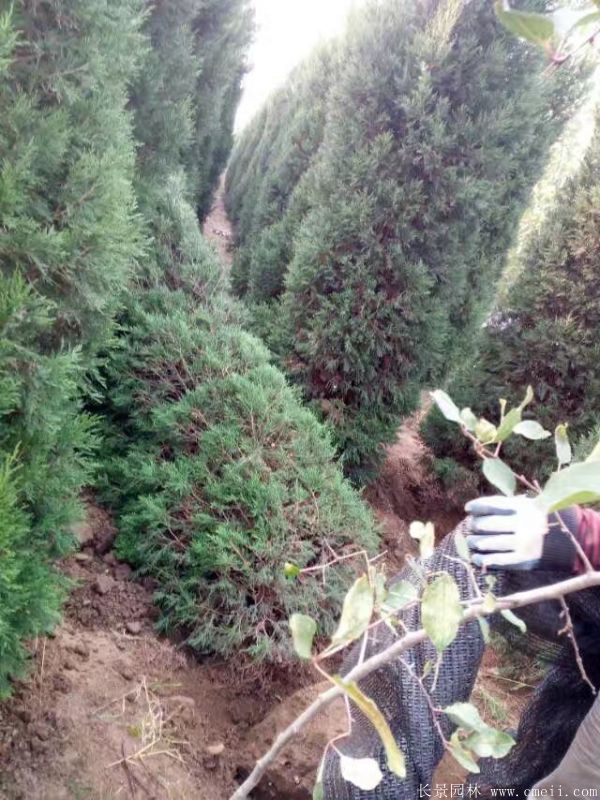 蜀檜圖片蜀檜基地實拍 蜀檜圖片蜀檜基地實拍