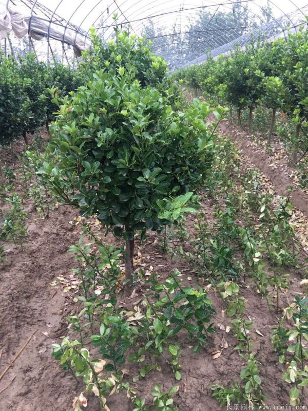 單桿大葉黃楊圖片 單桿大葉黃楊圖片