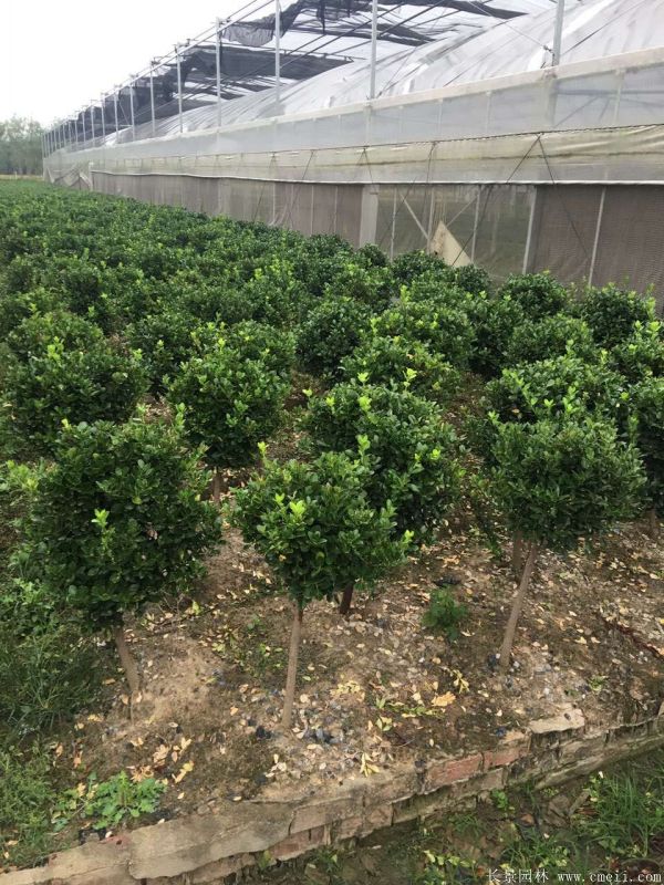 單桿大葉黃楊圖片 單桿大葉黃楊圖片