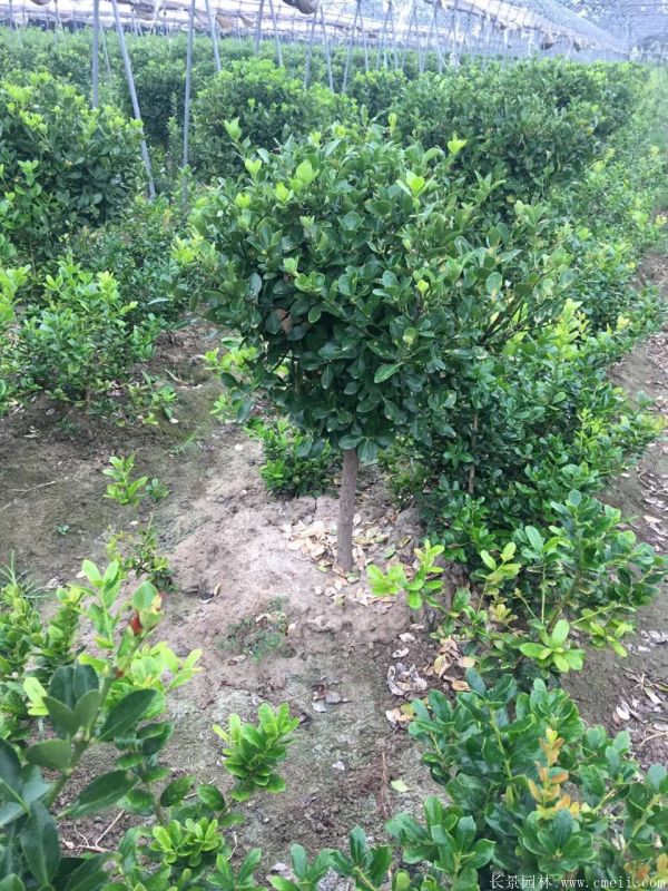 單桿大葉黃楊圖片 單桿大葉黃楊圖片