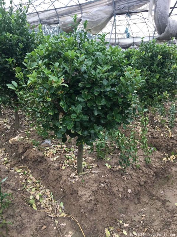 單桿大葉黃楊圖片 單桿大葉黃楊圖片