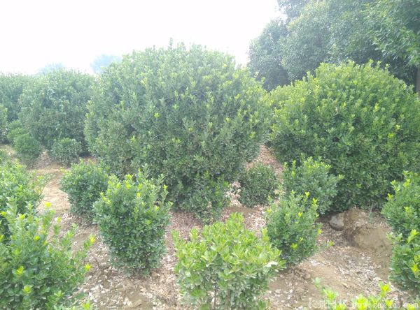 大葉黃楊球圖片基地實(shí)拍 大葉黃楊球圖片基地實(shí)拍