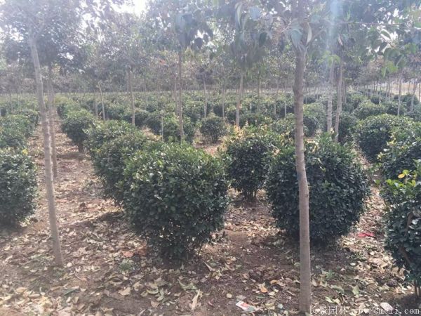 大葉黃楊球圖片基地實(shí)拍 大葉黃楊球圖片基地實(shí)拍