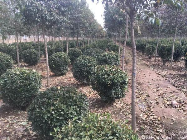 大葉黃楊球圖片基地實(shí)拍 大葉黃楊球圖片基地實(shí)拍