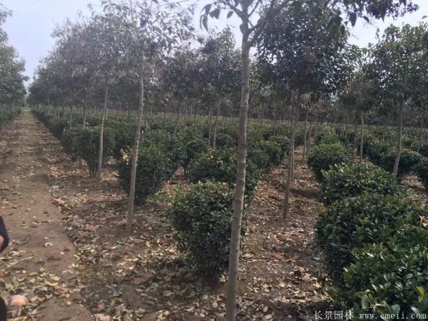 大葉黃楊球圖片基地實(shí)拍 大葉黃楊球圖片基地實(shí)拍