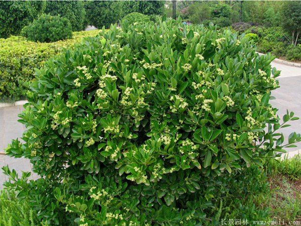 大葉黃楊球圖片基地實(shí)拍 大葉黃楊球圖片基地實(shí)拍