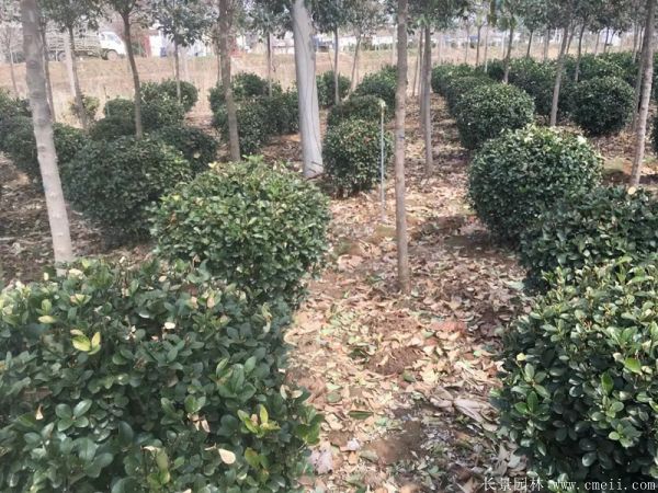 大葉黃楊球圖片基地實(shí)拍 大葉黃楊球圖片基地實(shí)拍