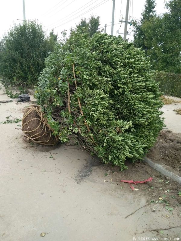 大葉黃楊球圖片基地實(shí)拍 大葉黃楊球圖片基地實(shí)拍