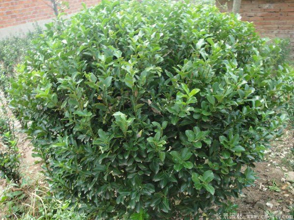 大葉黃楊球圖片基地實(shí)拍 大葉黃楊球圖片基地實(shí)拍