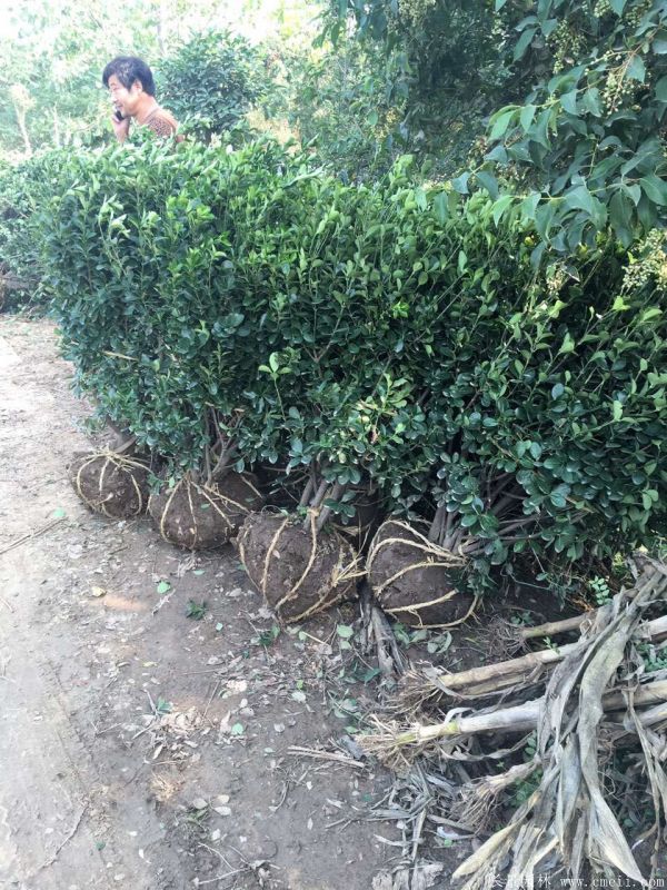 大葉黃楊球圖片基地實(shí)拍 大葉黃楊球圖片基地實(shí)拍