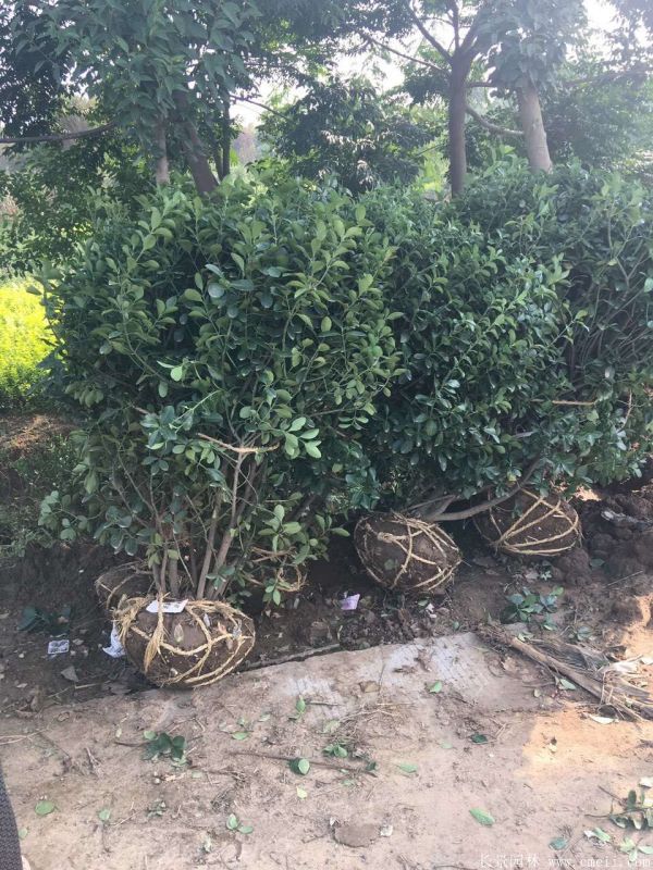 大葉黃楊球圖片基地實(shí)拍 大葉黃楊球圖片基地實(shí)拍