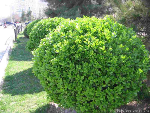 大葉黃楊球圖片基地實(shí)拍 大葉黃楊球圖片基地實(shí)拍