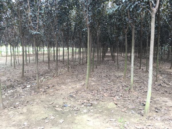 紅葉李圖片基地實(shí)拍 紅葉李圖片基地實(shí)拍