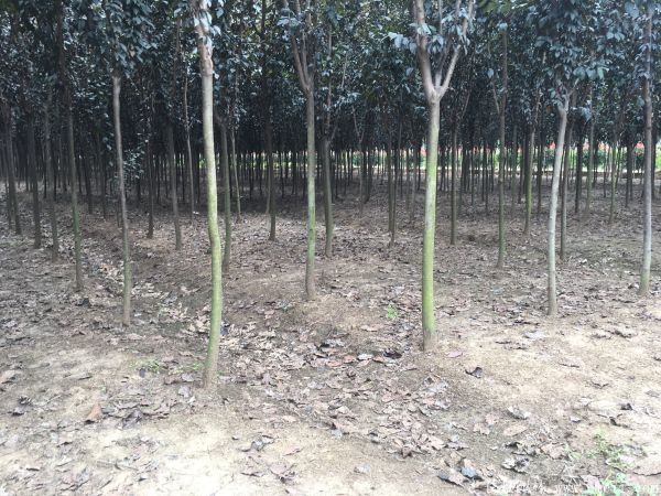 紅葉李圖片基地實(shí)拍 紅葉李圖片基地實(shí)拍