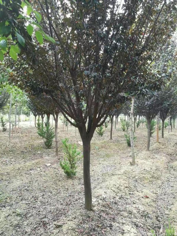 紅葉李圖片基地實(shí)拍 紅葉李圖片基地實(shí)拍