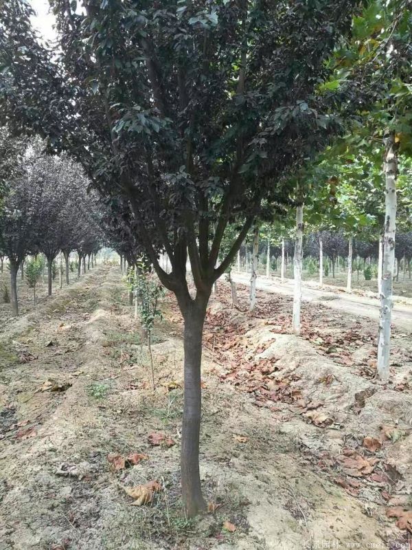 紅葉李圖片基地實(shí)拍 紅葉李圖片基地實(shí)拍