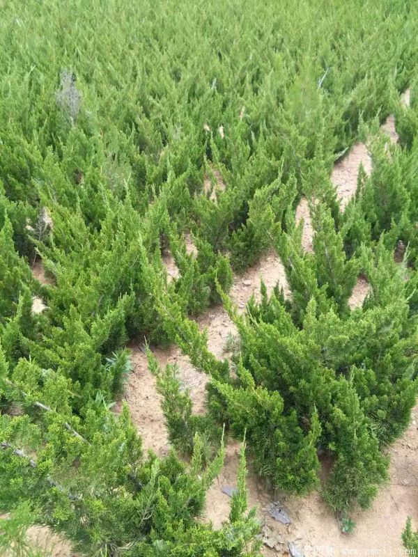 小龍柏圖片基地實(shí)拍