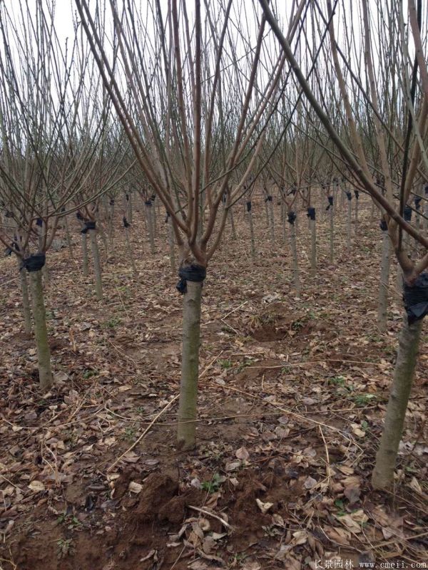 紅梅樹(shù)紅梅花圖片基地實(shí)拍