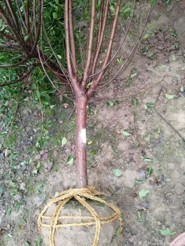 紅梅樹(shù)紅梅花圖片基地實(shí)拍